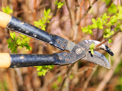 American Woman Holding Secateurs while Cutting Flowers American Woman Holding Secateurs while Cutting Flowers