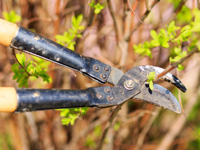 American Woman Holding Secateurs while Cutting Flowers